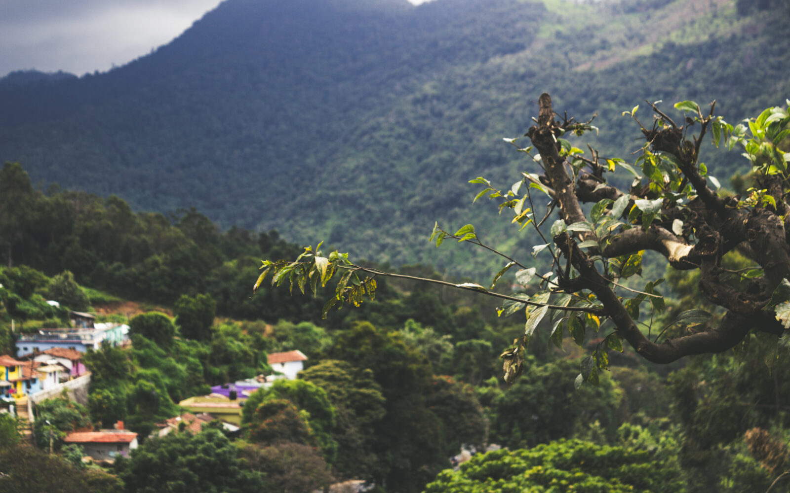 Tree branch with city in the background